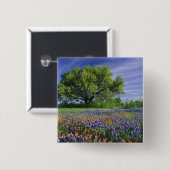 Live Oak und Texas Paintbrush und Texas Button (Vorne & Hinten)
