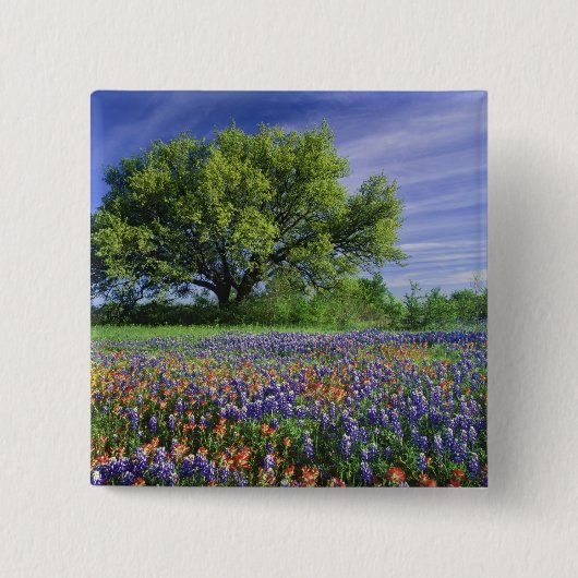 Live Oak und Texas Paintbrush und Texas Button (Vorderseite)