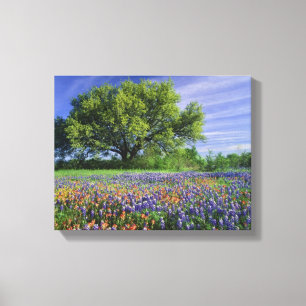 Live Oak und Texas Paintbrush und Texas Leinwanddruck