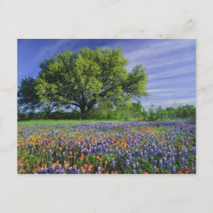 Live Oak und Texas Paintbrush und Texas Postkarte