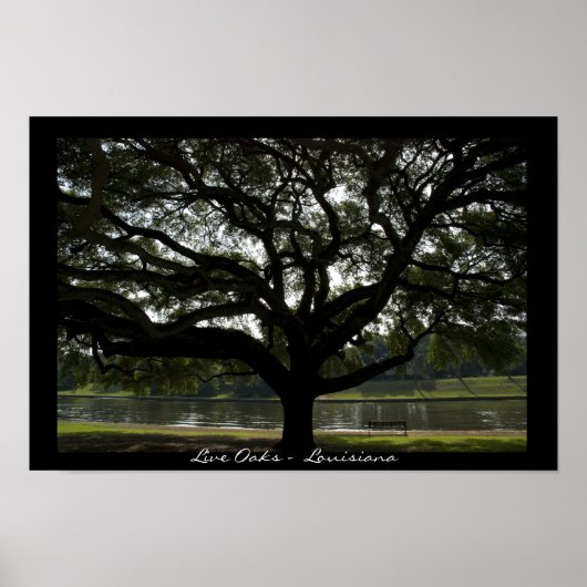 Live Oaks - Louisiana Poster (Vorne)