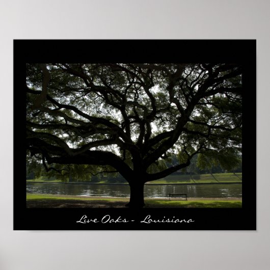 Live Oaks - Louisiana Poster (Vorne)