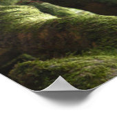 Live Oaks Muir Zitat Poster (Ecke)