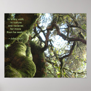 Live Oaks Muir Zitat Poster