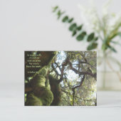 Live Oaks Muir Zitat Postkarte (Stehend Vorderseite)