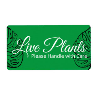 Live-Pflanze behandeln Sie bitte mit Care Monstera