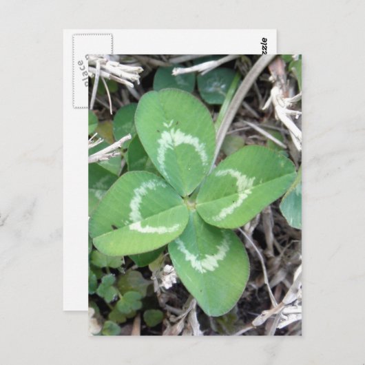 Live Real 4 Leaf Cloud Foto Postkarte (Vorne/Hinten)