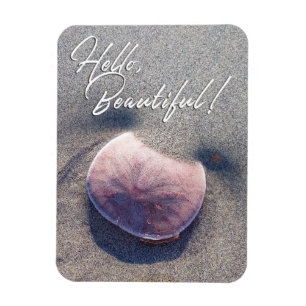 Live Sand Dollar Foto Hallo Beautiful Magnet