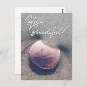 Live Sand Dollar Foto Hallo Schöne Postkarte (Vorne/Hinten)