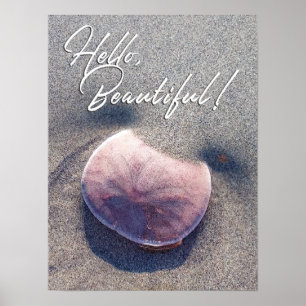 Live Sand Dollar Foto Hallo Schönes Poster