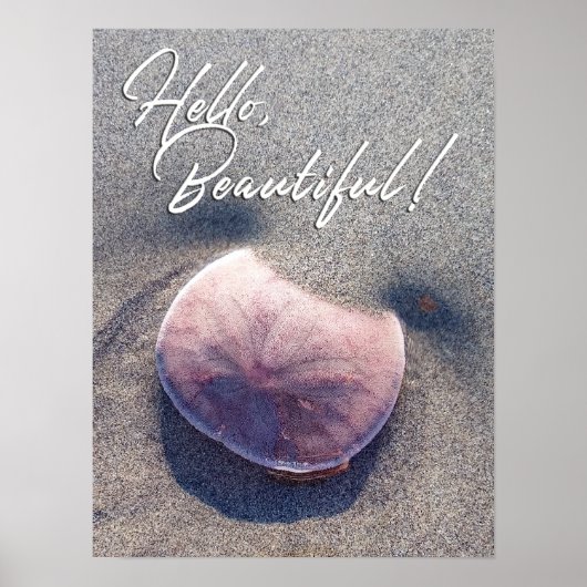 Live Sand Dollar Foto Hallo Schönes Poster (Vorne)