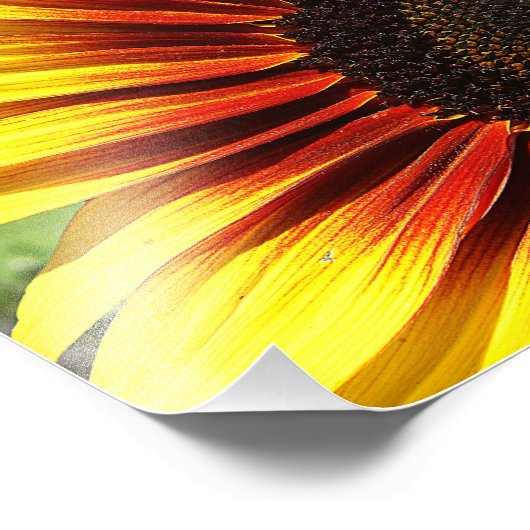 Live Sonnenblume 10x8 Fotodruck (Ecke)