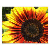 Live Sonnenblume 10x8 Fotodruck (Vorne)