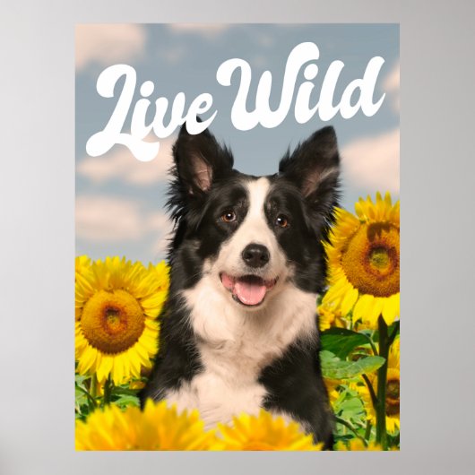 Live Wild Border Collie in Sonnenblumen Poster (Vorne)
