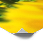 Live Wild Border Collie in Sonnenblumen Poster (Ecke)