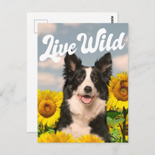 Live Wild Border Collie in Sonnenblumen Postkarte (Vorne/Hinten)