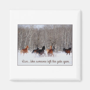 Liveleben ..... wie jemand verließ das Tor offen! Magnet