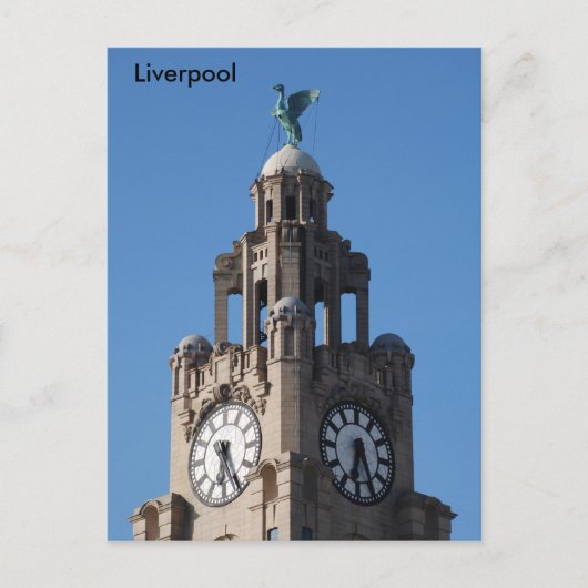 Liver Bird Postcard Postkarte (Vorderseite)