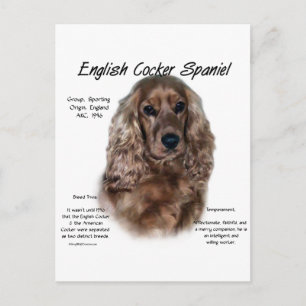 Liver English Cocker Spanische Geschichte Postkarte