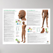 Liver Meridian Acupuncture Points Poster (Vorne)