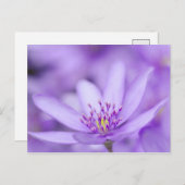 Liverleaf Postkarte (Vorne/Hinten)