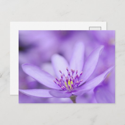 Liverleaf Postkarte (Vorne/Hinten)