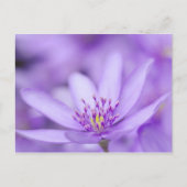 Liverleaf Postkarte (Vorderseite)