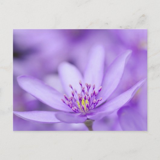 Liverleaf Postkarte (Vorderseite)