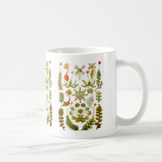 Liverworts Kaffeetasse (Rechts)
