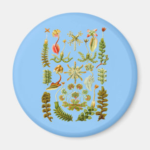 Liverworts Magnet