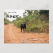 Livestock on a Road in Paraguay Postkarte (Vorderseite)