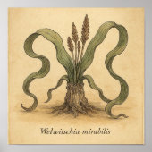 Living Fossil Beauty - Wüste Botanisches Poster Ku (Vorne)