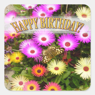Livingstone Daisy Birthday Quadratischer Aufkleber