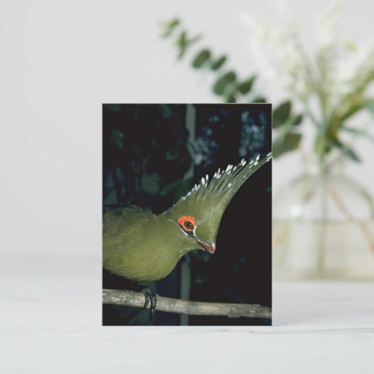 Livingstones Lourie Postkarte (Stehend Vorderseite)