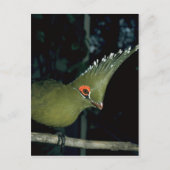 Livingstones Lourie Postkarte (Vorderseite)