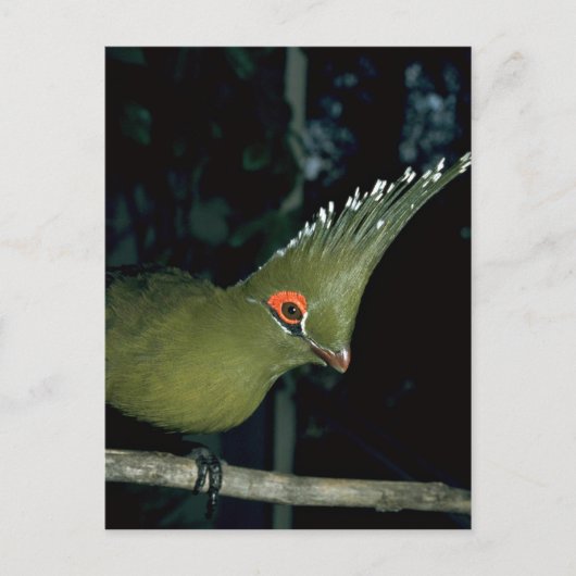 Livingstones Lourie Postkarte (Vorderseite)