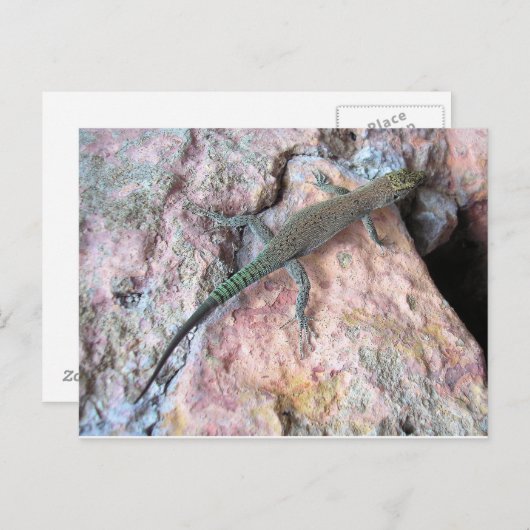 Lizard an der Mauer Postkarte (Vorne/Hinten)