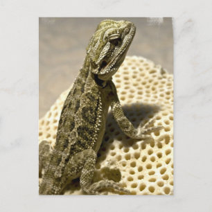 Lizard Art Postkarte