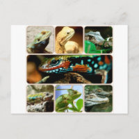 Lizard Collage