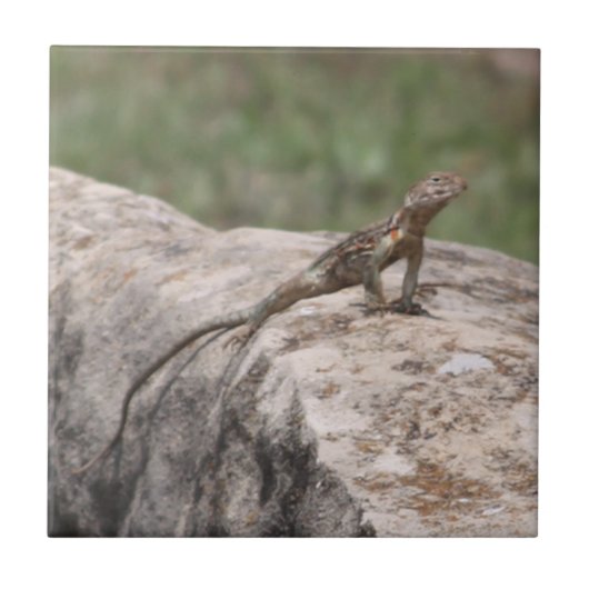 Lizard Fliese (Vorderseite)