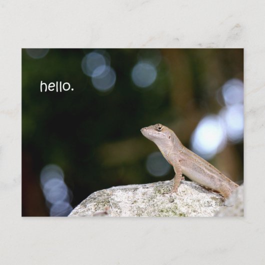 Lizard hello postkarte (Vorderseite)