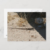 Lizard in der Wüste von Arizona Postkarte (Vorne/Hinten)