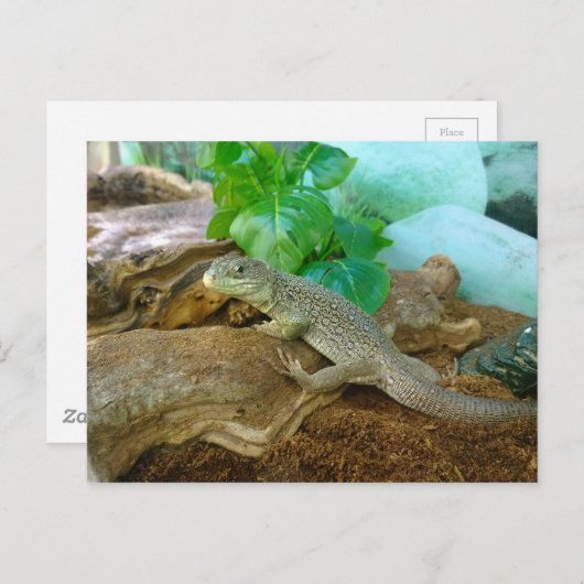 Lizard in einem Terrarium Postkarte (Vorne/Hinten)
