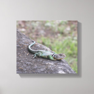 Lizard Leinwanddruck