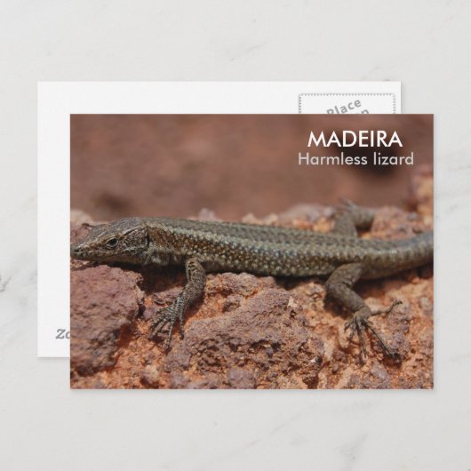 Lizard, Madeira Postkarte (Vorne/Hinten)
