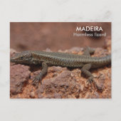 Lizard, Madeira Postkarte (Vorderseite)
