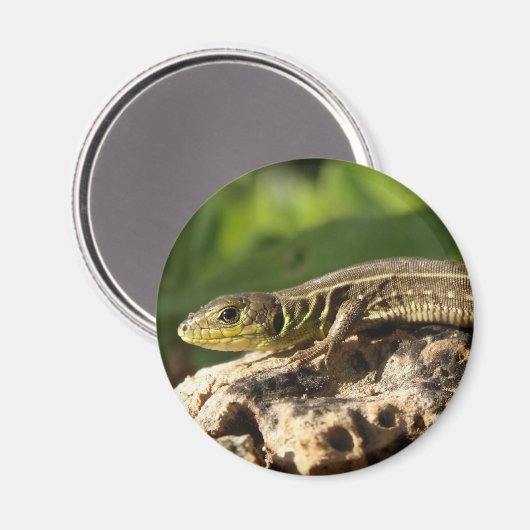 Lizard Magnet (Vorderseite/Rückseite)
