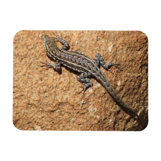 Lizard Magnet (Horizontal)