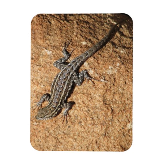 Lizard Magnet (Vertikal)