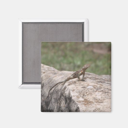 Lizard Magnet (Vorderseite/Rückseite)